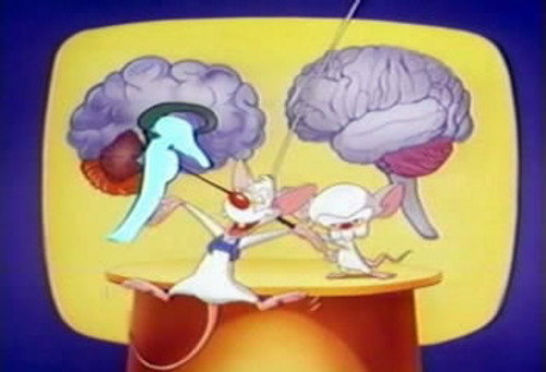 Brainstem