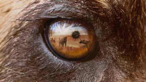 Wild Dogs