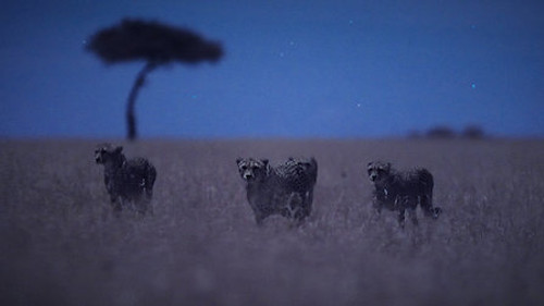 Moonlit Plains