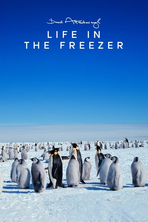 Life in the Freezer
