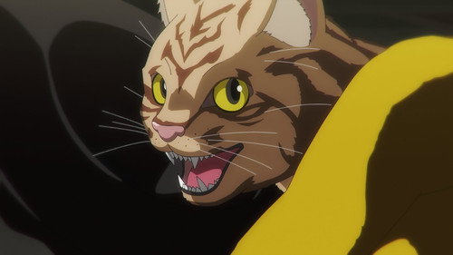 Everything Becomes Cat